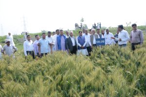 Field Day on Wheat at vill Sample Kheri